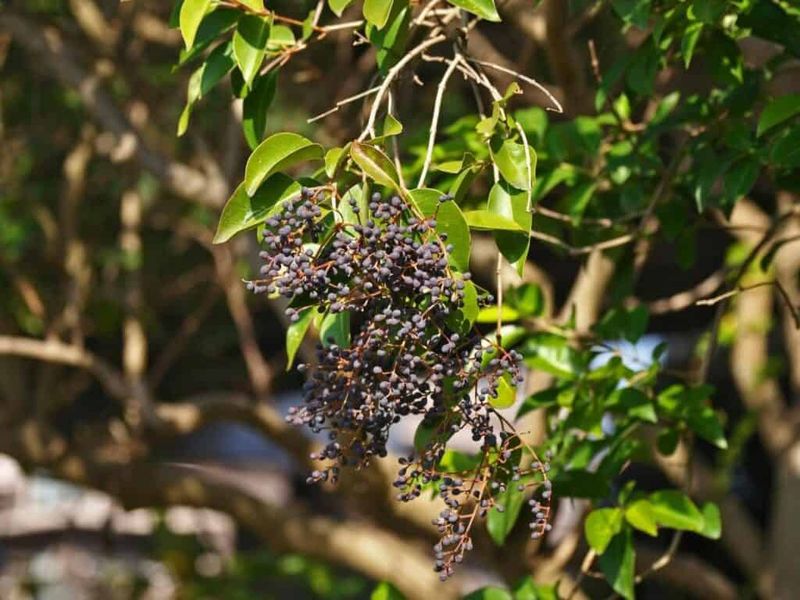 Privet Drops Messy Fruit Near Pools Privet Drops Messy Fruit Near Pools