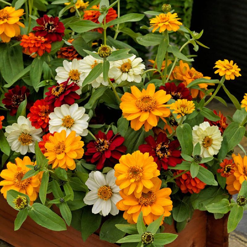 Profusion Zinnias Handle Humidity Better Than Most Profusion Zinnias Handle Humidity Better Than Most