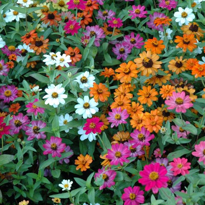 Profusion Zinnias Stay Compact And Bloom Like Crazy Profusion Zinnias Stay Compact And Bloom Like Crazy