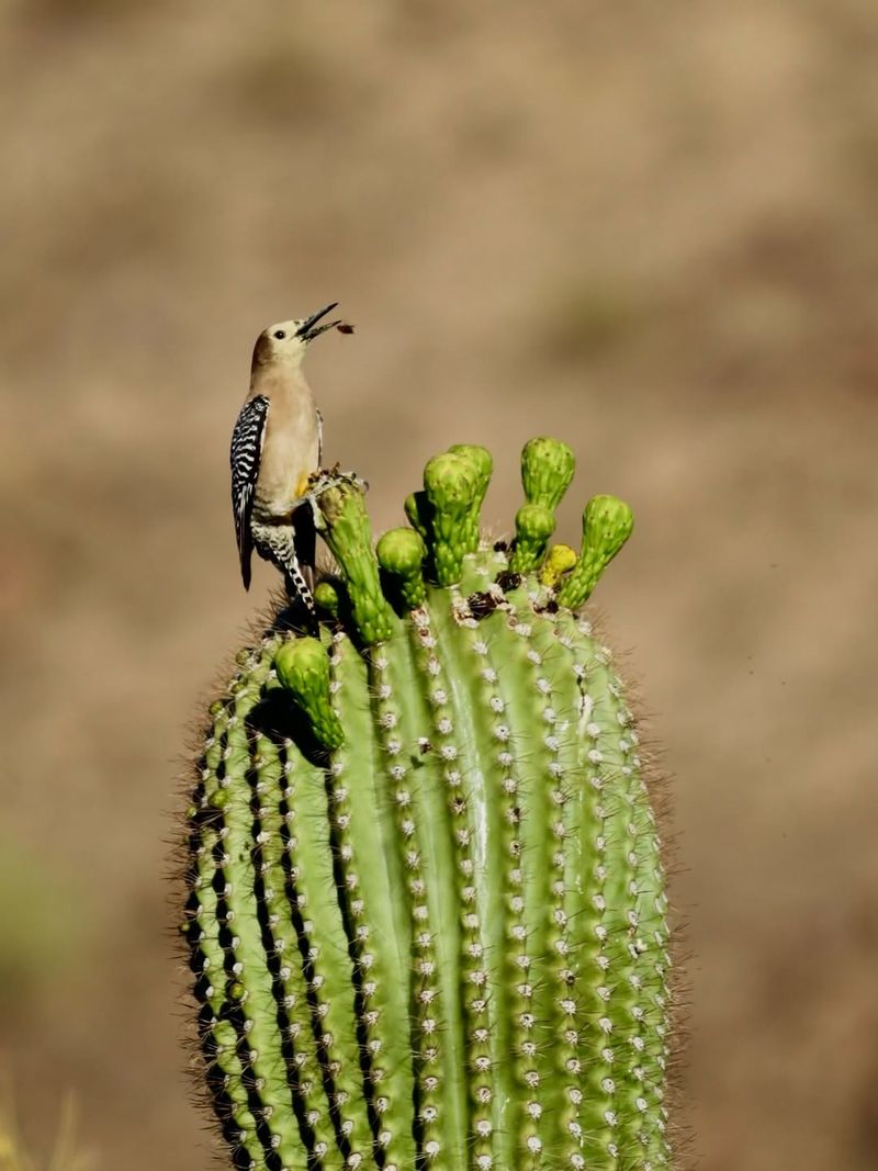 Prominent Perches Make Calling Birds Easier To Spot