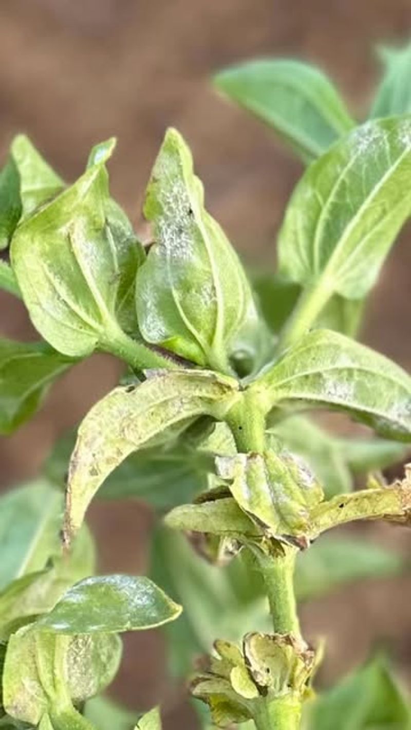 Proper Spacing Helps Reduce Disease