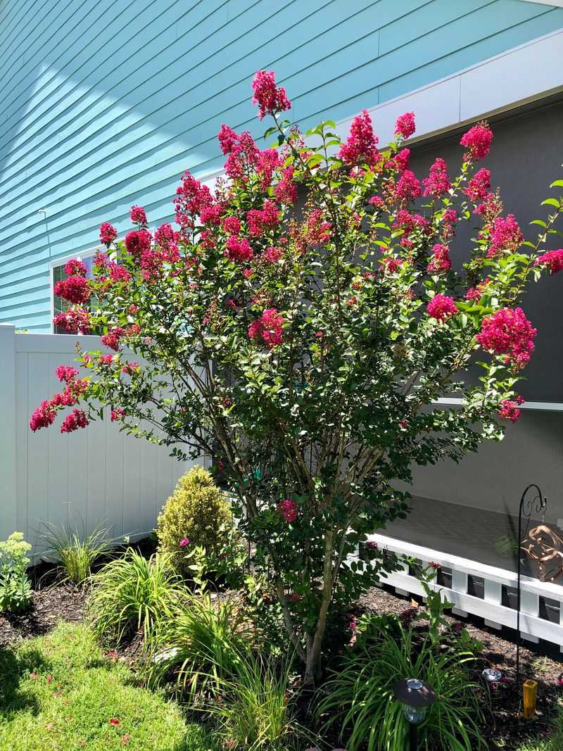Proper Spacing Often Improves Bloom Production