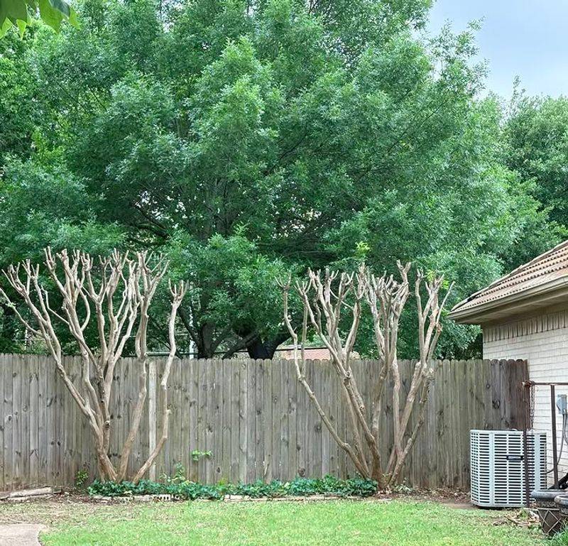 Proper Spacing Prevents Overcrowded Upper Growth