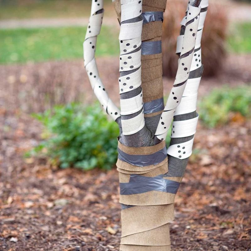 Proper Wrapping Helps Young Trees Establish More Safely