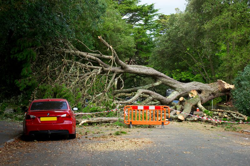Property Owners Can Be Liable For Damage From Neglected Trees