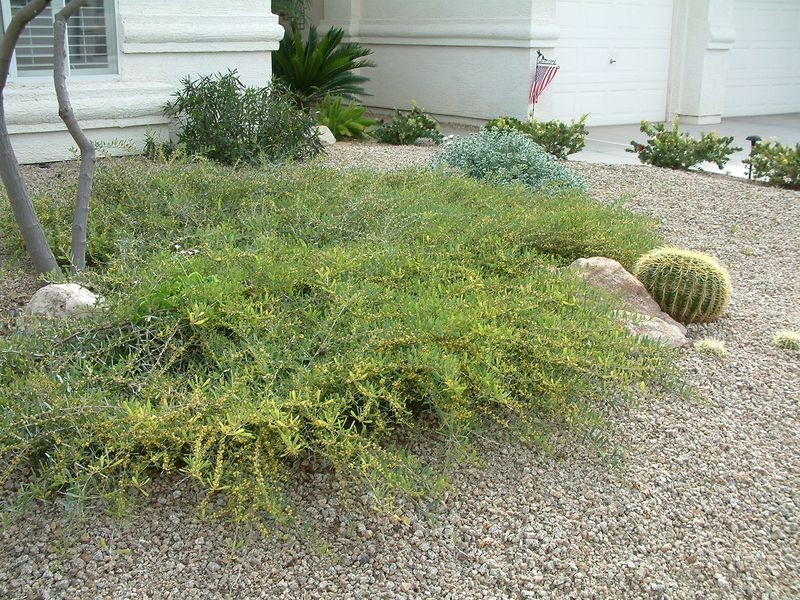 Prostrate Acacia Covers Dry Slopes Fast