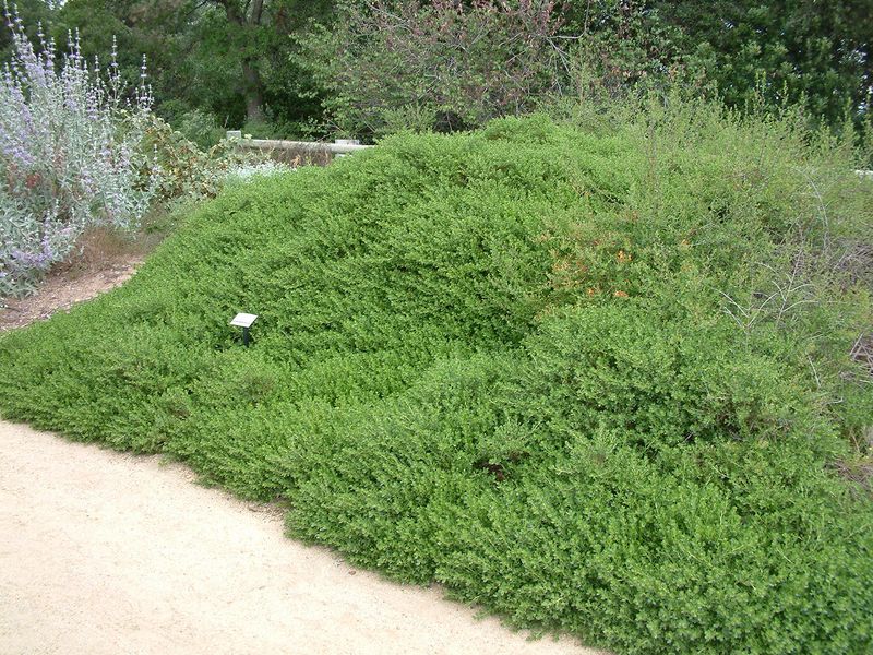 Prostrate Coyote Brush Handles Tough Hillsides Prostrate Coyote Brush Handles Tough Hillsides