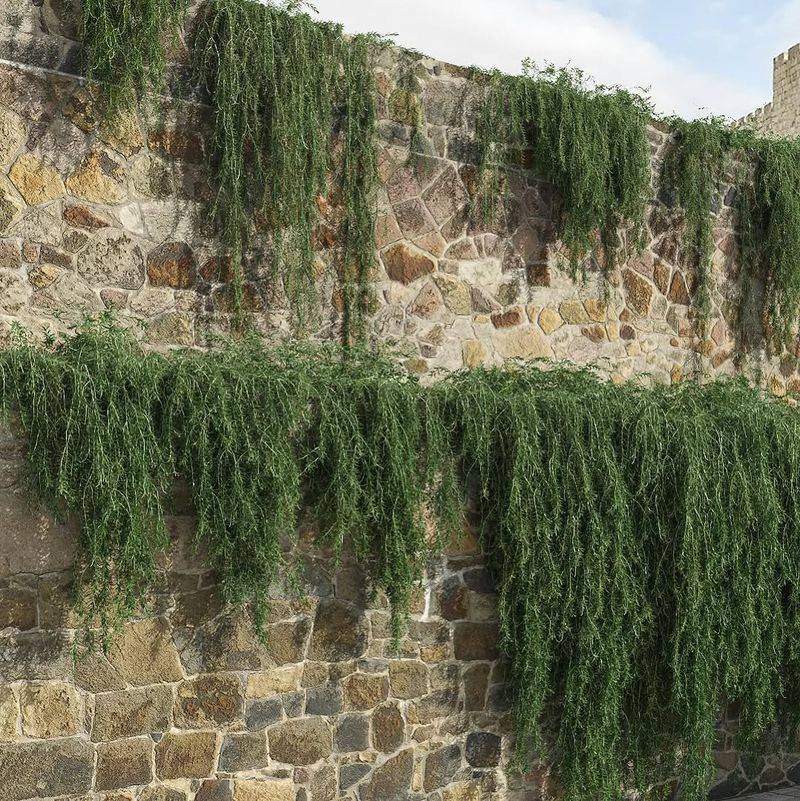 Prostrate Rosemary Trails Naturally Across Slopes Prostrate Rosemary Trails Naturally Across Slopes