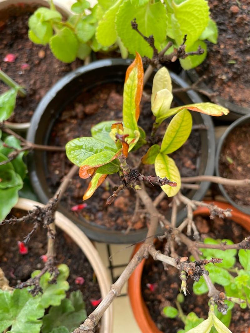Protect Acidic Soil From Alkaline Runoff