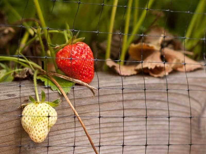 Protect Berries From Pests