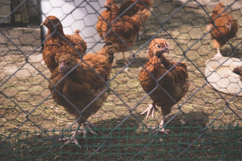 Protect Chickens And Small Livestock With Secure Housing
