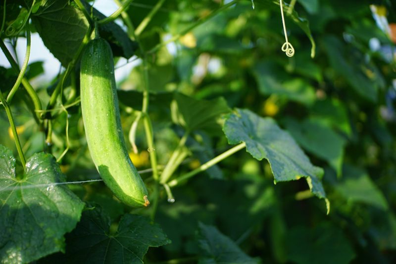 Protect Cucumbers From Ohio Heat Stress And Wet Soil