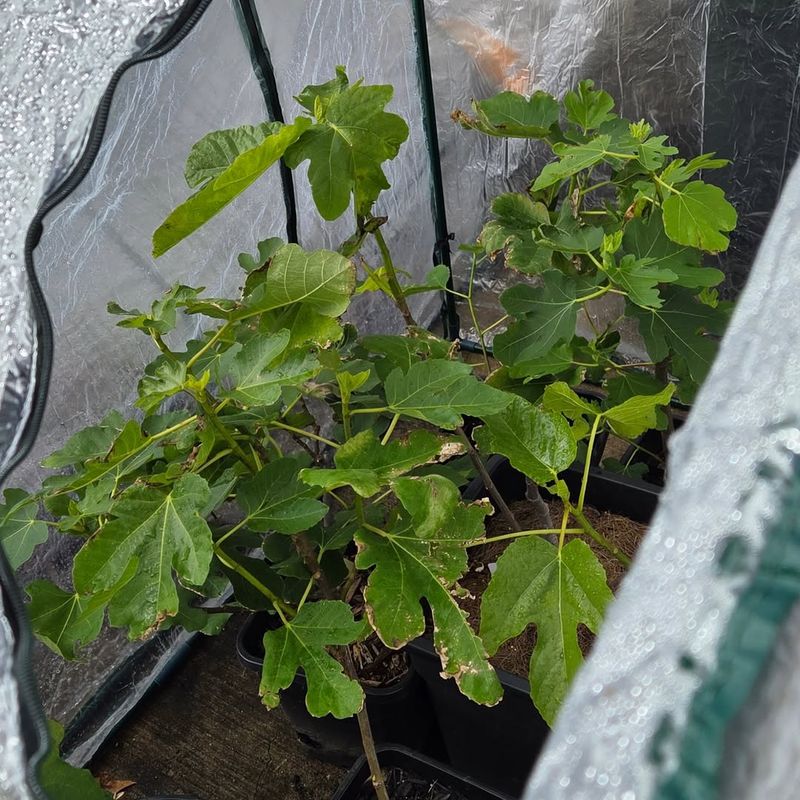 Protect From Late Frosts