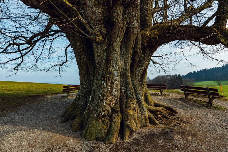 Protect Heritage And Champion Trees That Require A Permit To Remove