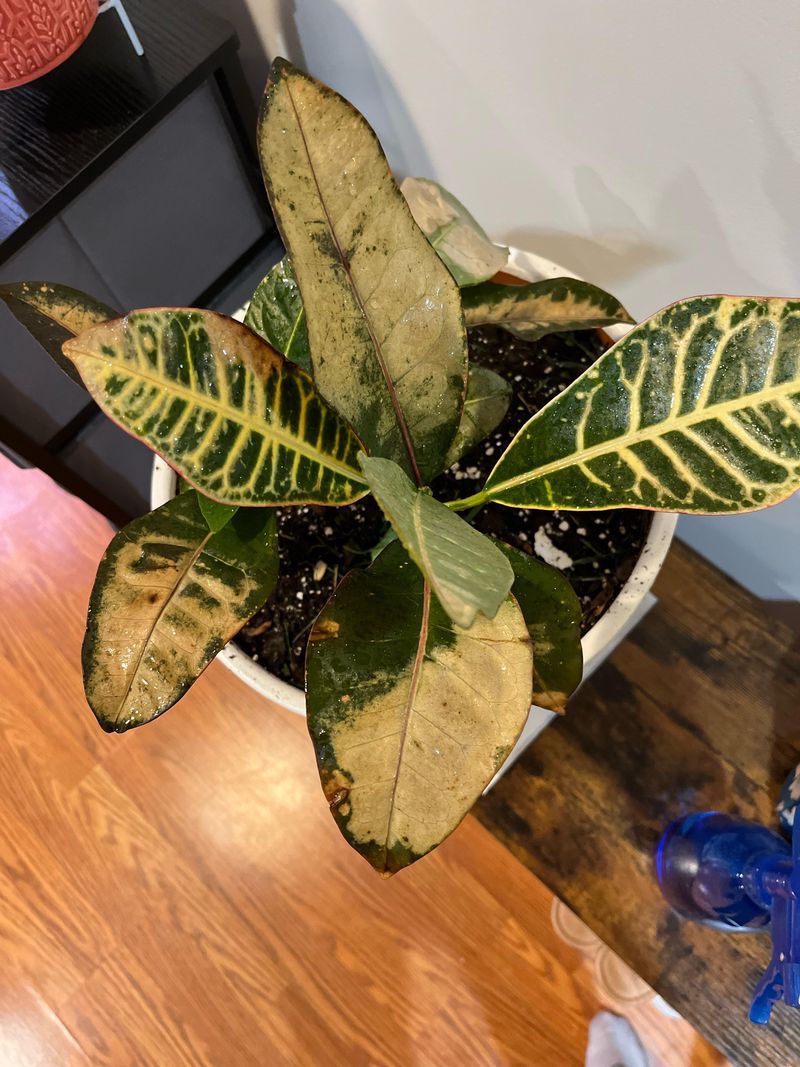 Protect Leaves From Harsh Afternoon Sun