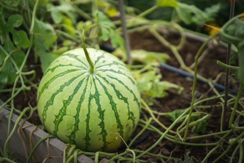 Protect Melons From Stress In Raised Beds And Containers