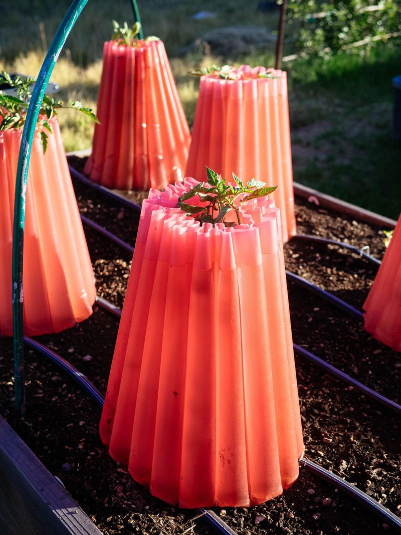 Protect Plants From Cool Oregon Nights Early On