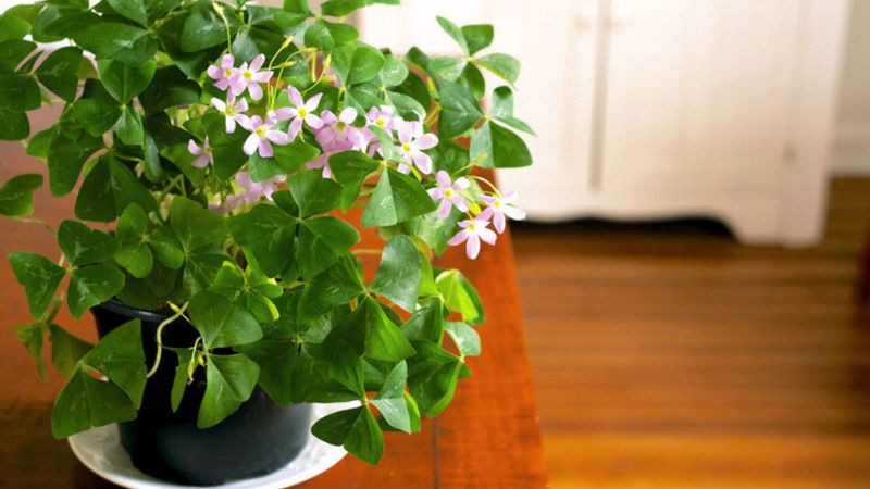 Protect Plants From Extreme Heat