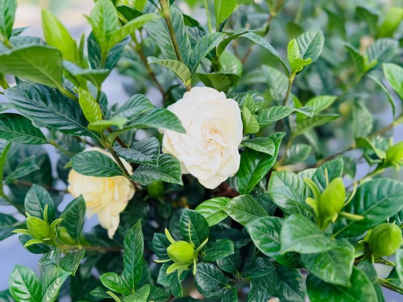 Protect Plants From Harsh Afternoon Sun