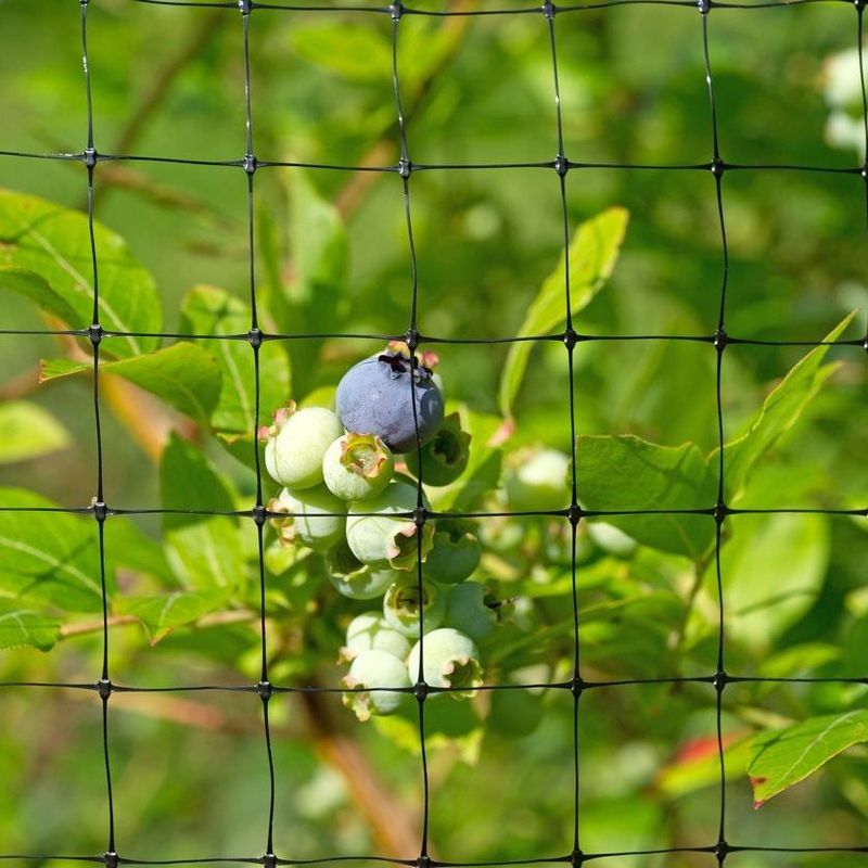 Protect Ripening Berries From Birds Protect Ripening Berries From Birds