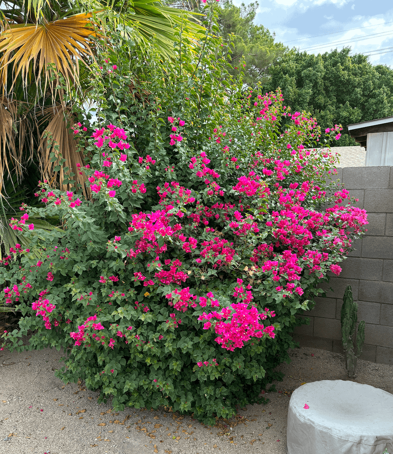 Protect Roots From Superheated Concrete With Fresh Mulch