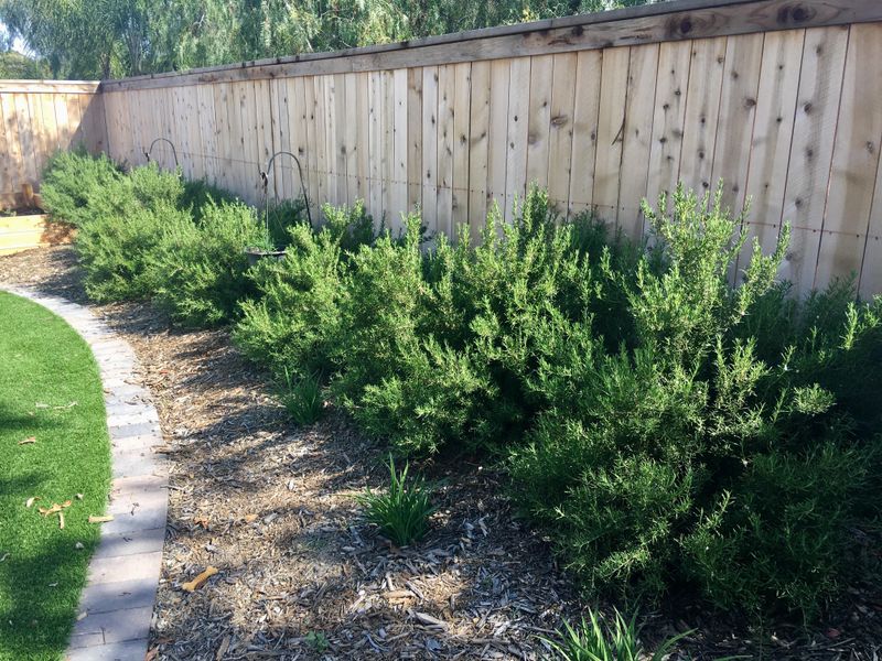 Protect Rosemary From Humidity And Wet Soil Protect Rosemary From Humidity And Wet Soil