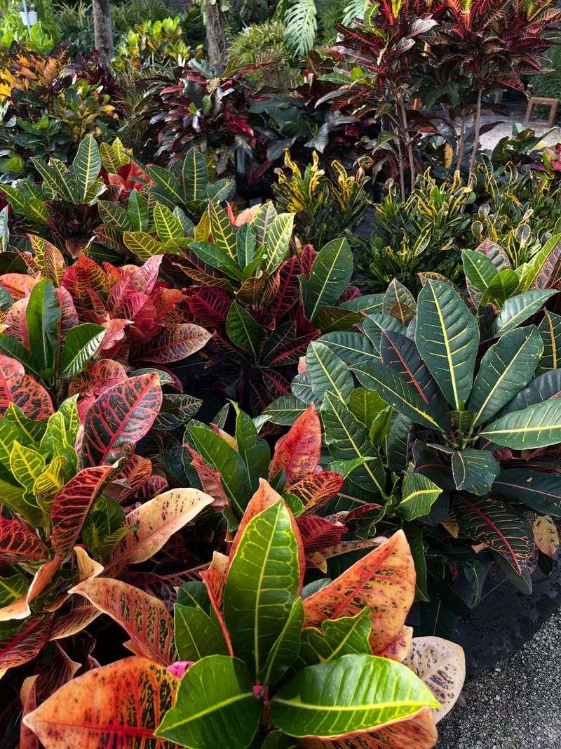 Protect South Florida Crotons From Salt Spray