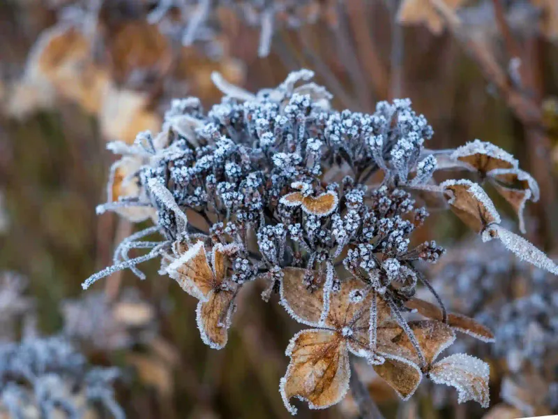 Protect Tender Growth From Late Cold Snaps Protect Tender Growth From Late Cold Snaps