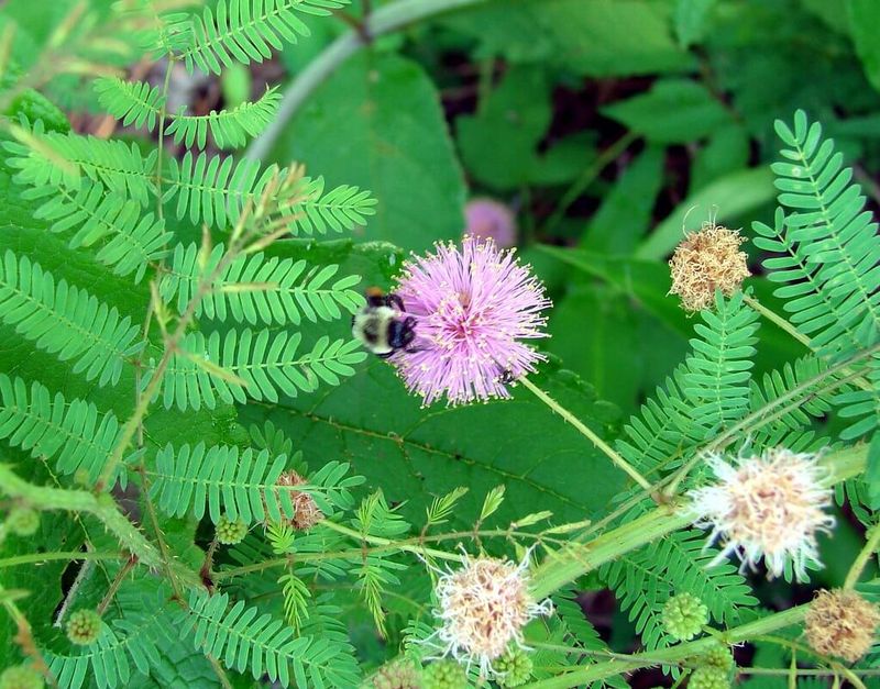 Protect The Pink Blooms From Overcutting