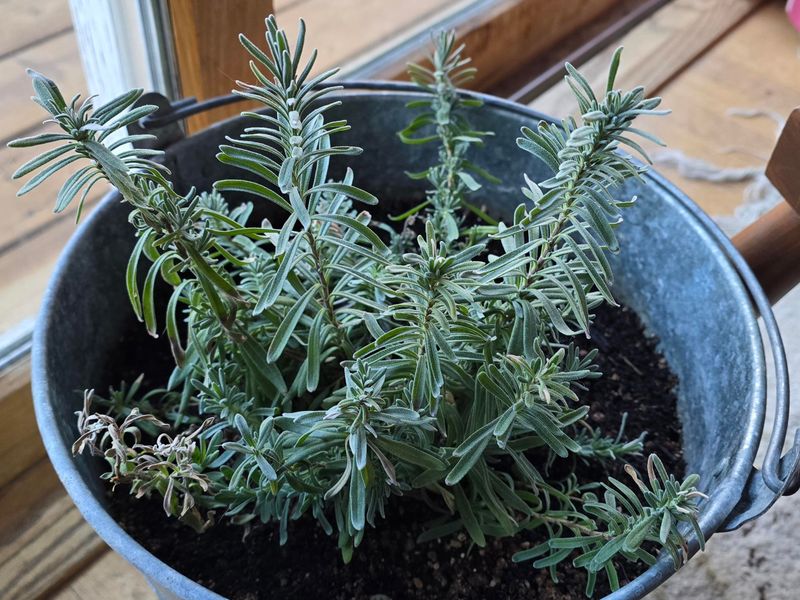 Protect The Pot Before Ohio Winter Hits