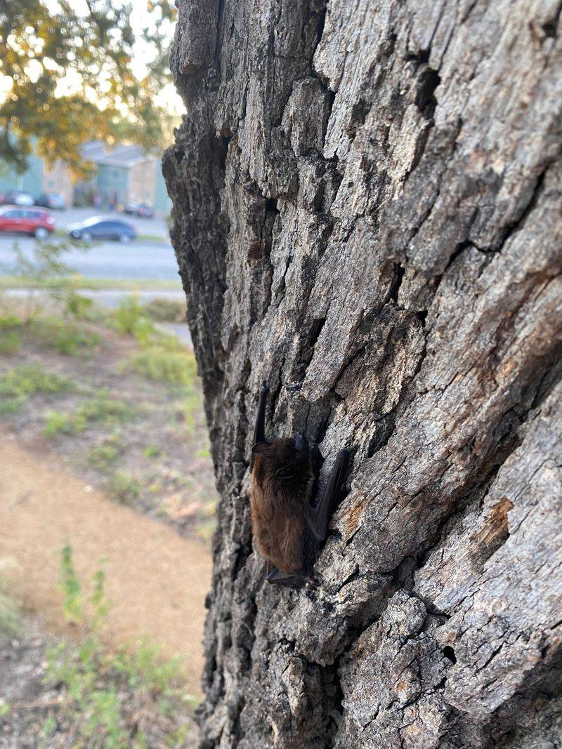 Protect Trees That Offer Natural Roosting Space