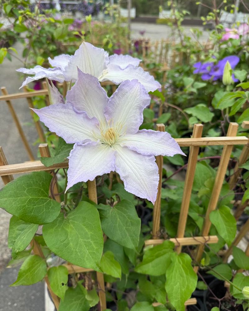Protect Vines From Summer Stress