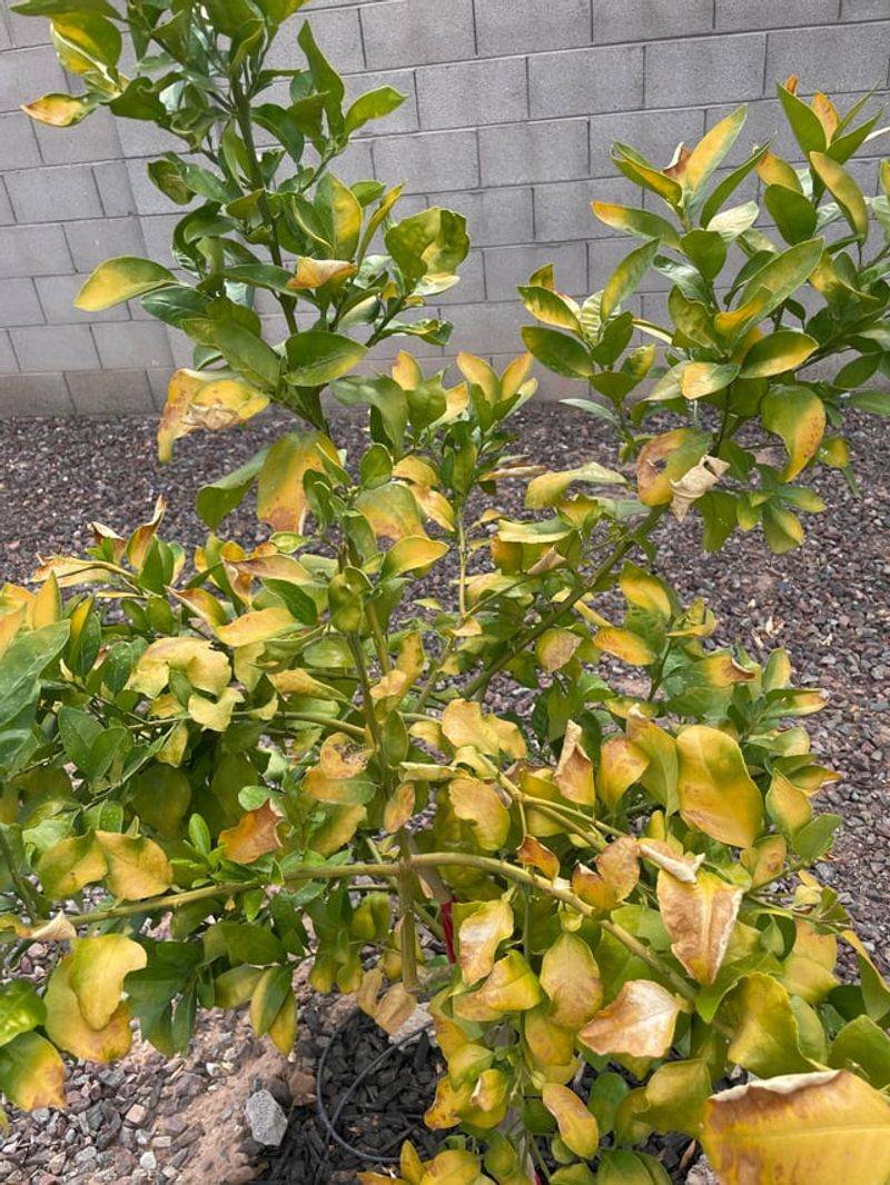 Protect Young Trees From Sunburn
