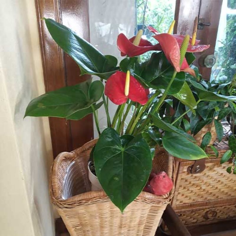Protect Your Plant From Cold Drafts And Temperature Swings