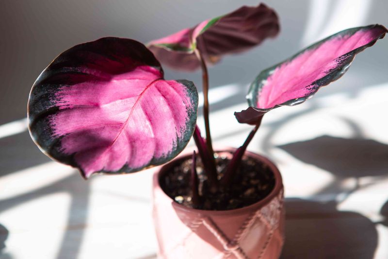 Protect Your Plant From Dry Indoor Air