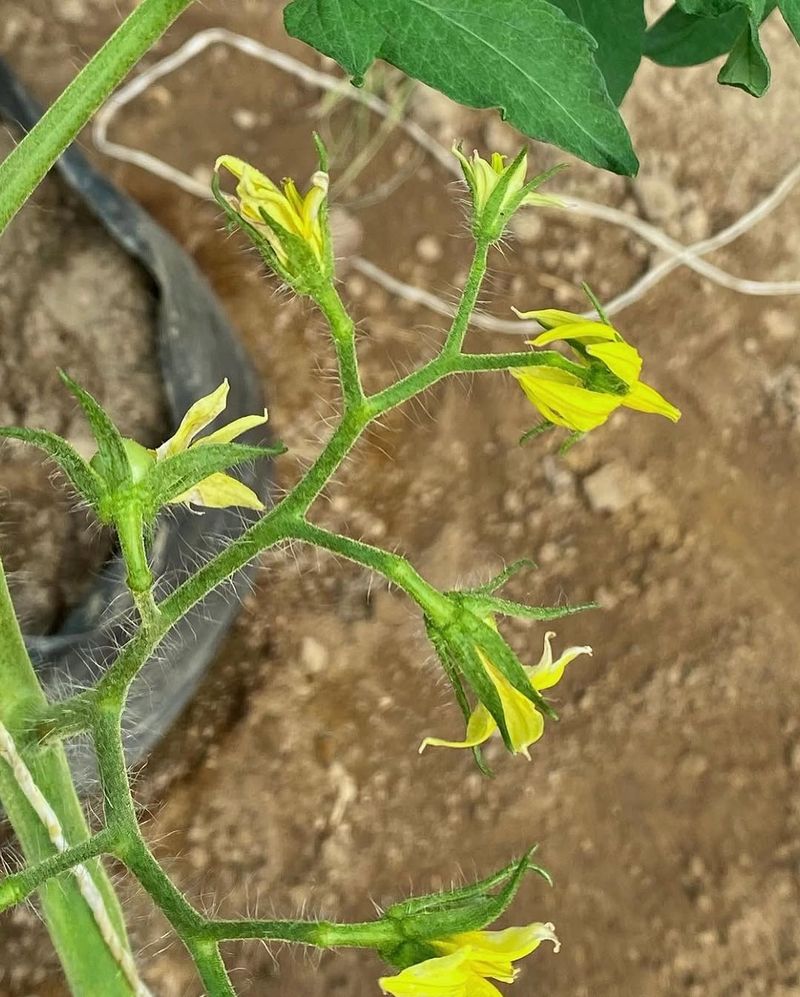 Protect Your Plants From Tennessee's Summer Heat