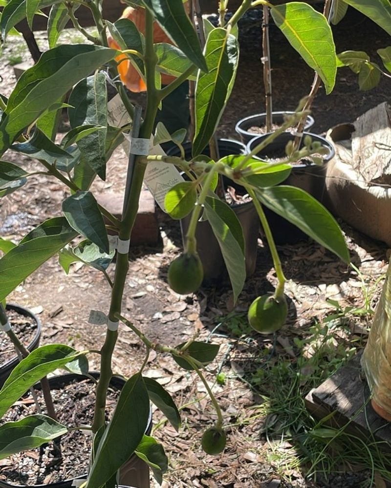 Protecting Trees From Strong Afternoon Heat Helps Reduce Stress
