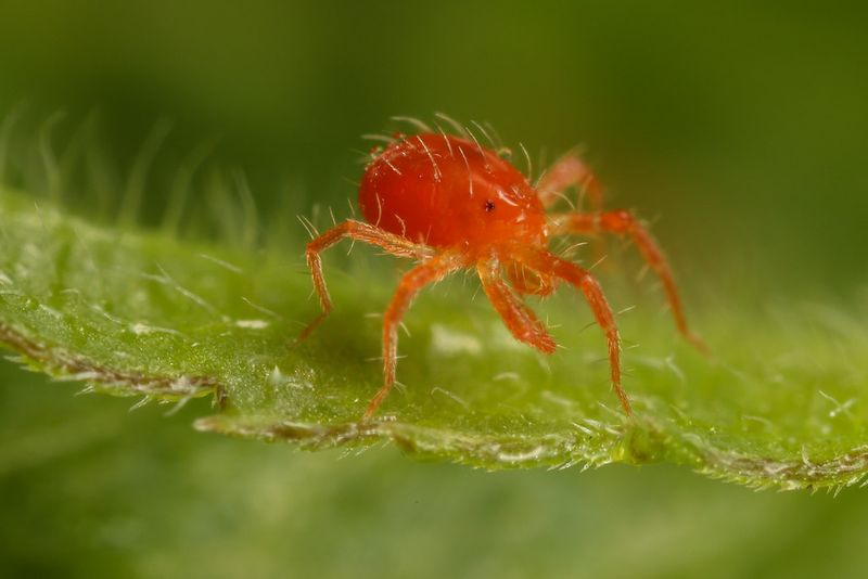 Protection From Spider Mites And Scale
