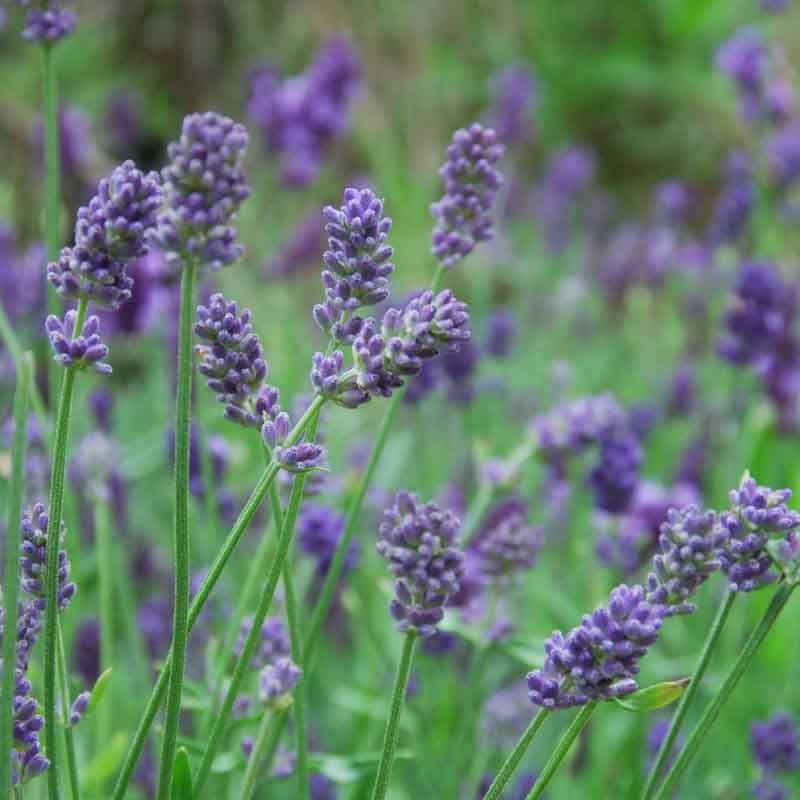 Provence Lavender Needs A Dry Raised Spot Provence Lavender Needs A Dry Raised Spot