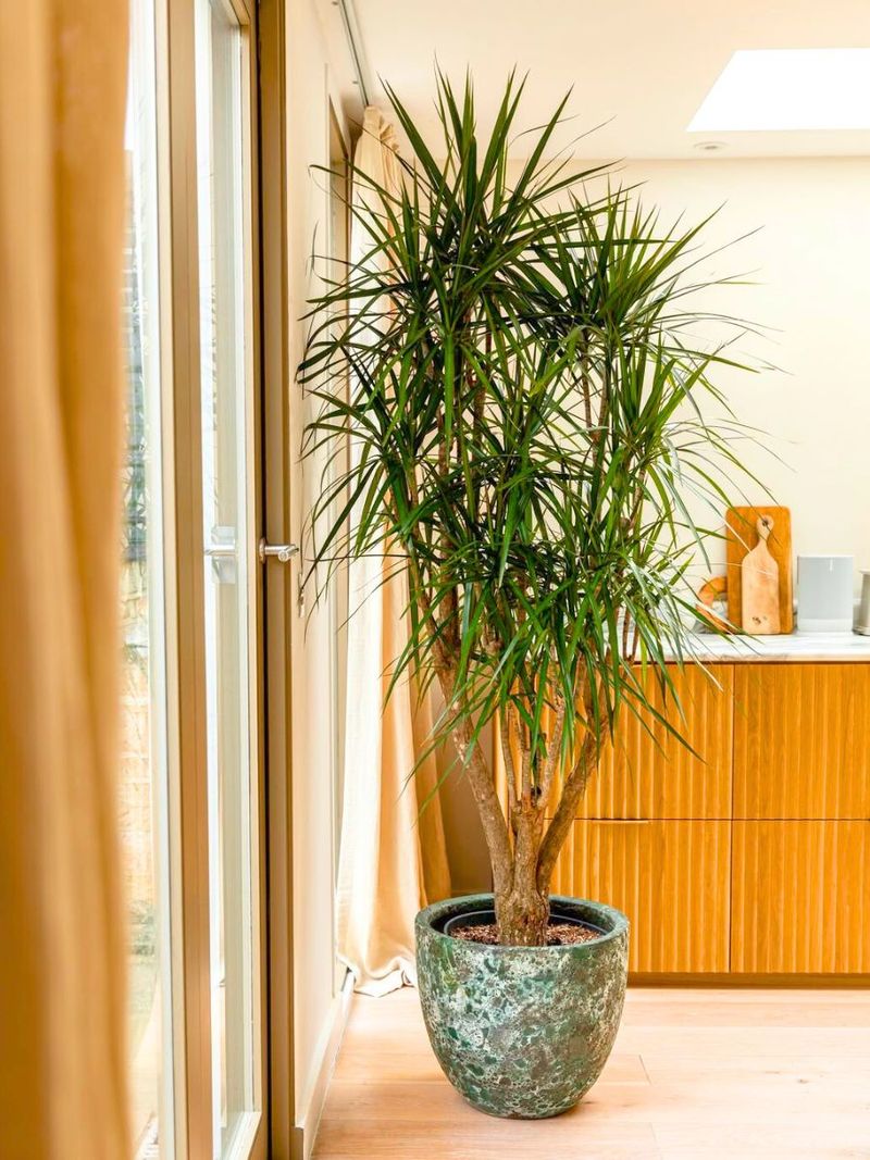 Provide Bright, Indirect Light Provide Bright, Indirect Light