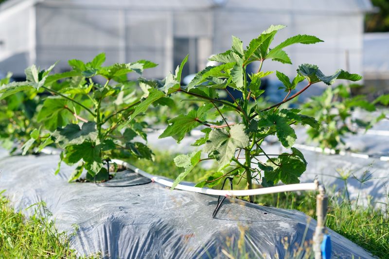 Provide Deep Watering Sessions During The Dry Season Provide Deep Watering Sessions During The Dry Season