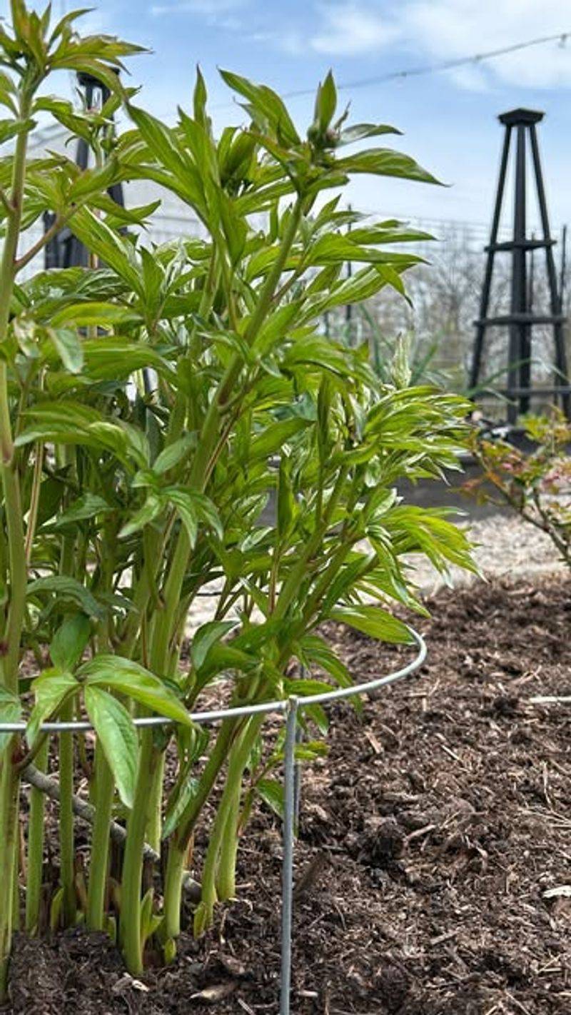 Provide Support For Top-Heavy Blooms