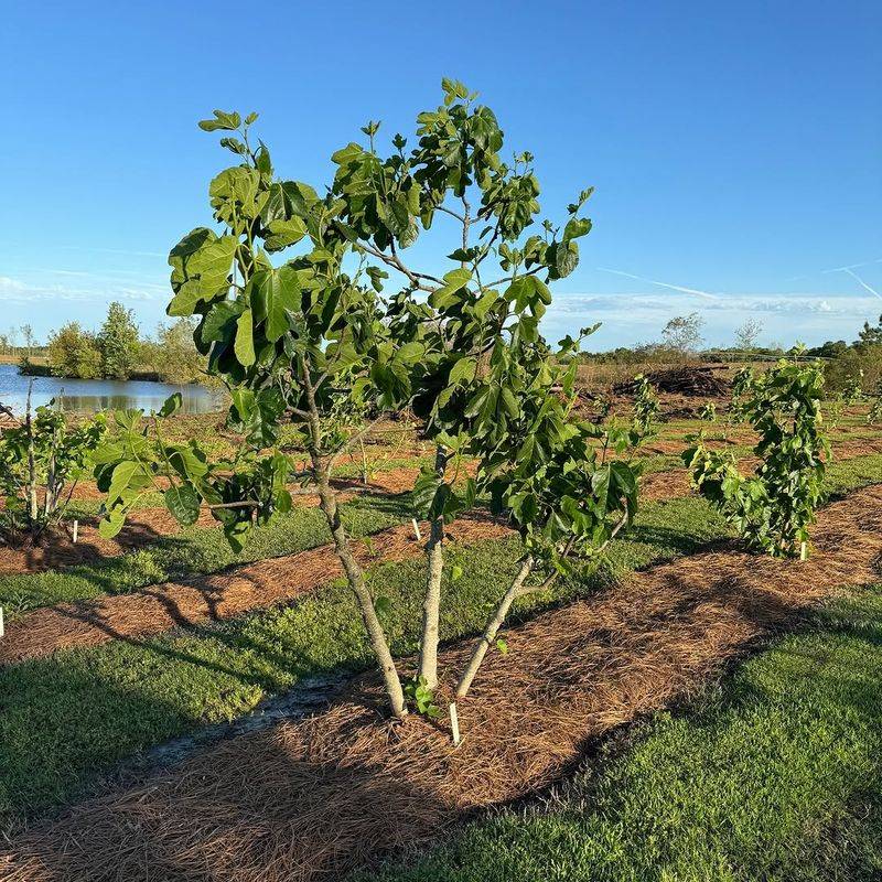 Provide Well-Drained Soil