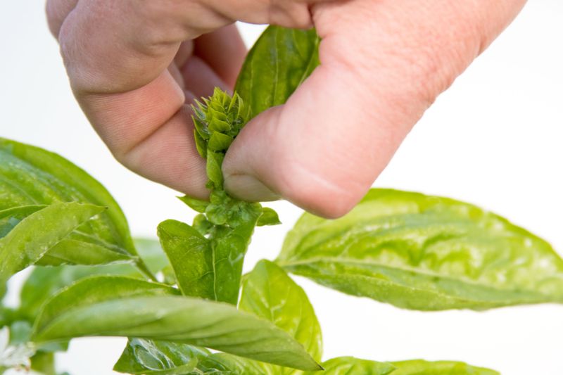 Prune Above A Healthy Leaf Node