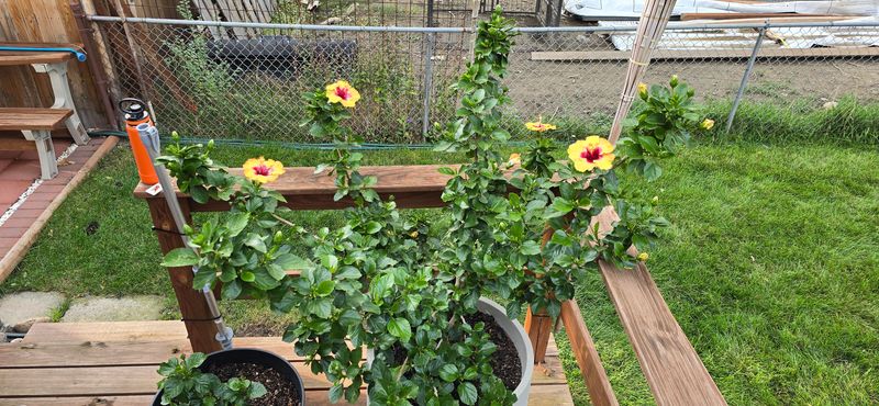 Prune After Cold Or Leggy Growth