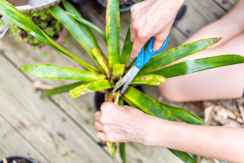 Prune And Trim For Better Growth Prune And Trim For Better Growth