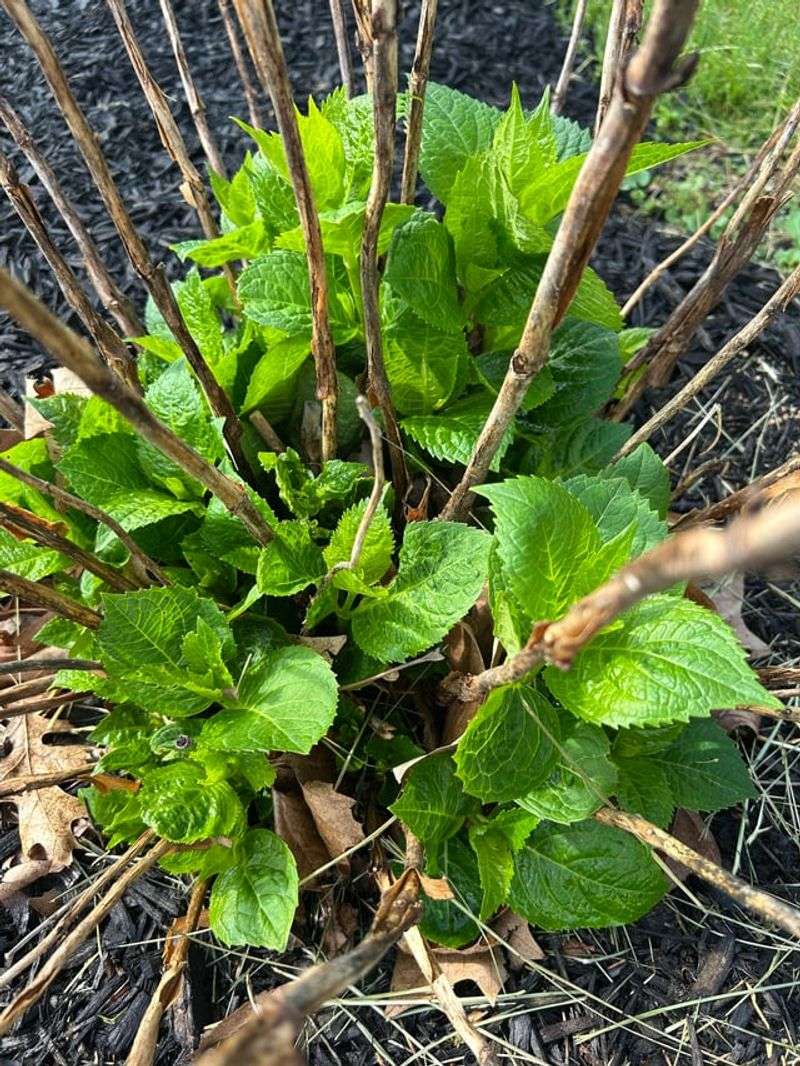 Prune At The Right Time And The Right Way For Your Variety Prune At The Right Time And The Right Way For Your Variety