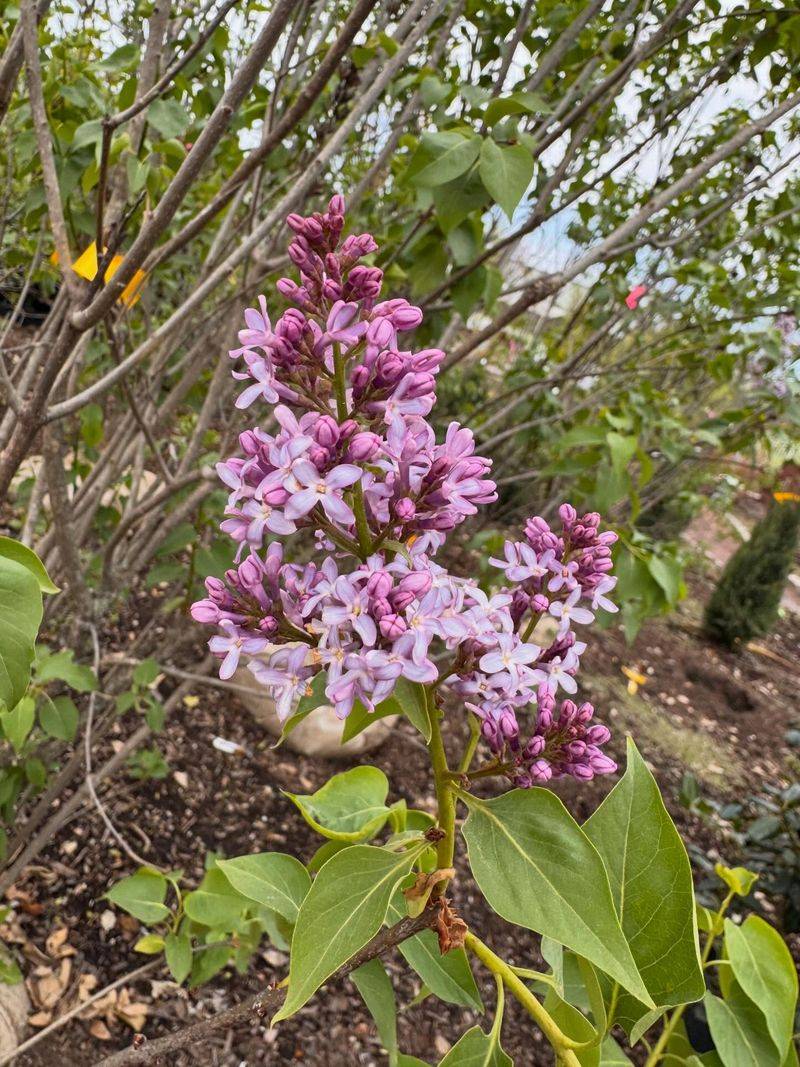 Prune At The Right Time To Protect Next Year's Blooms