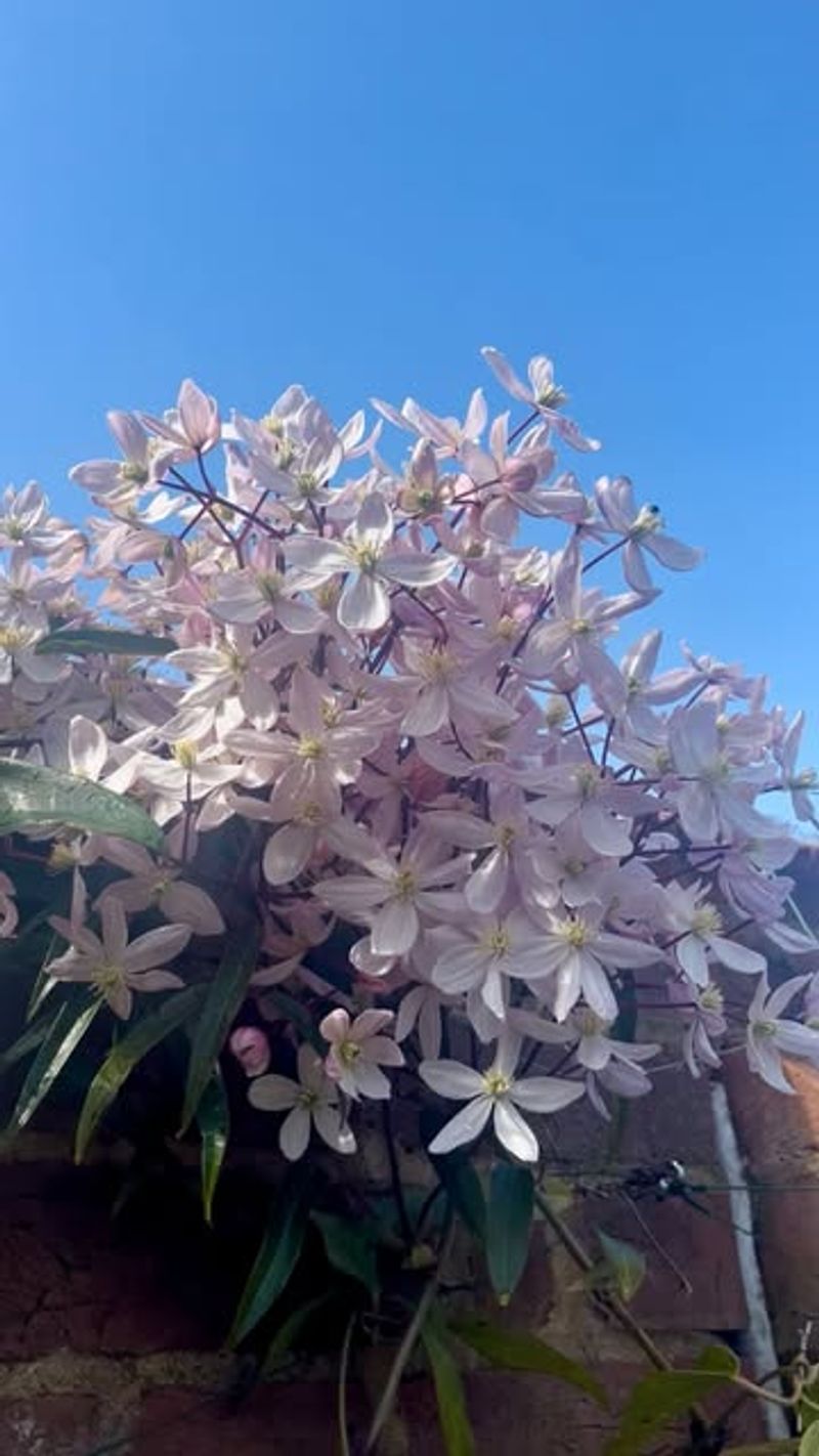 Prune At The Right Time
