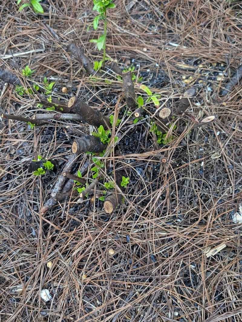 Prune Carefully So You Do Not Reduce Flowers